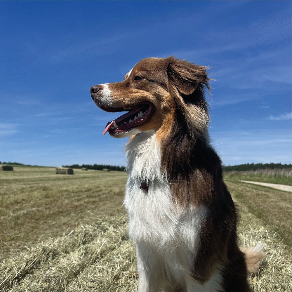 puja Vitality Teeth Cracker für Hunde